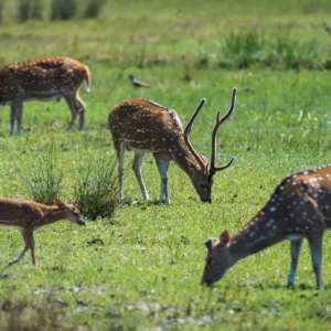 Wildlife Photography 2