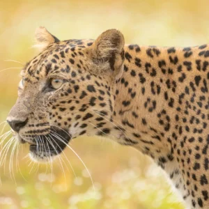 Silent. Powerful. Untamed.